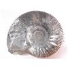 Image 2 : 2 Ammonite fossils