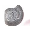 Image 3 : 2 Ammonite fossils