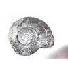 Image 5 : 2 Ammonite fossils