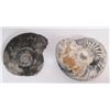 Image 6 : 2 Ammonite fossils