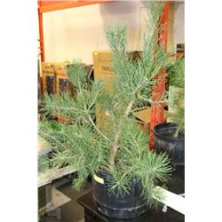 36" LIVE  PINE TREE