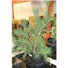 Image 1 : 36" LIVE  PINE TREE