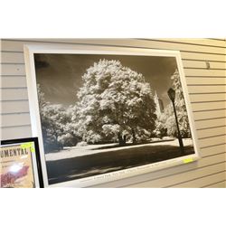 LARGE BLACK & WHITE CENTRAL PARK, NY