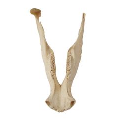 King Kong Jaw Bone Movie Props