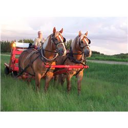 Team of Geldings, (Sold So Much A Piece Times Two)