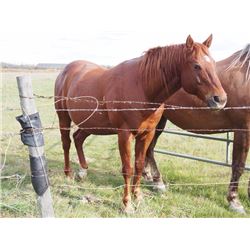 Single Gelding