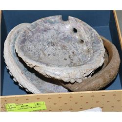 BOX W/3 LARGE OYSTER SHELLS