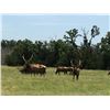 Image 1 : BULL ELK up to and including 5 X 5 points