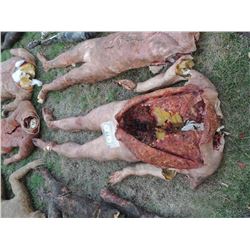 ZOMBIE AUTOPSY DEAD BLOODY ROTTEN ZOMBIE BODY 05