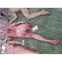ZOMBIE AUTOPSY DEAD BLOODY ROTTEN ZOMBIE BODY 06