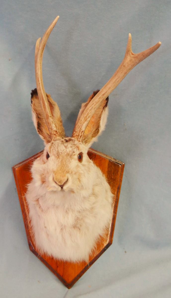 Jackalope Mount