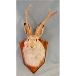 Jackalope mount