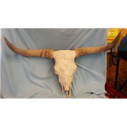 Longhorn steer skull and horns, 42" w