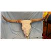 Image 1 : Longhorn steer skull and horns, 42" w