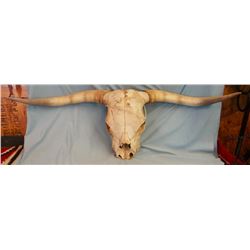 Texas longhorn steer horns, 49" wide