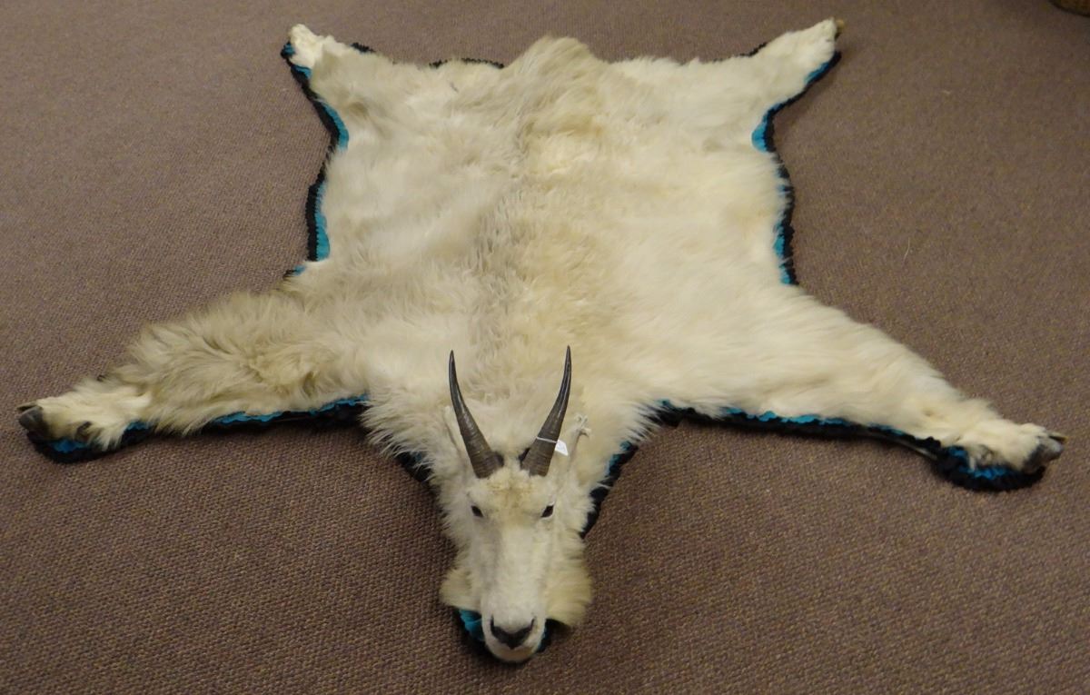 Mountain Goat rug mount