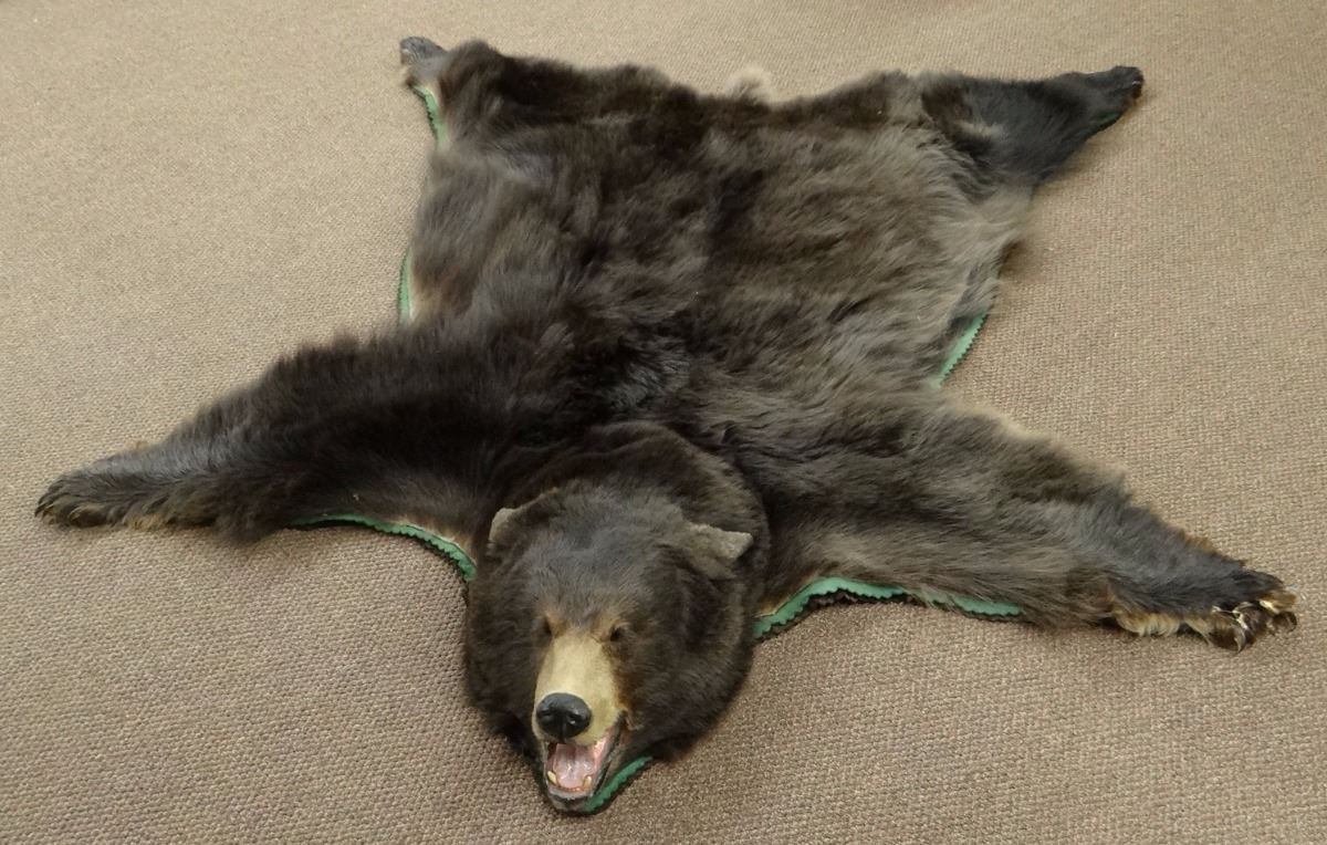 Black Bear rug mount, Montana