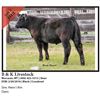 Image 1 : 2016 NILE Club Calf Sale