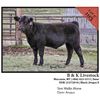 Image 1 : 2016 NILE Club Calf Sale