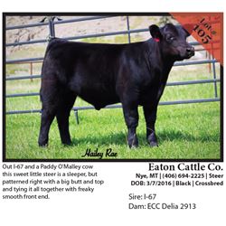 2016 NILE Club Calf Sale