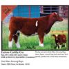 Image 1 : 2016 NILE Club Calf Sale