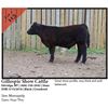 Image 1 : 2016 NILE Club Calf Sale