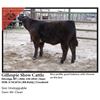 Image 1 : 2016 NILE Club Calf Sale