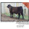 Image 1 : 2016 NILE Club Calf Sale