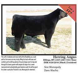 2016 NILE Club Calf Sale