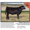 Image 1 : 2016 NILE Club Calf Sale