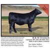 Image 1 : 2016 NILE Club Calf Sale