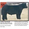 Image 1 : 2016 NILE Club Calf Sale