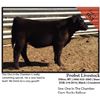 Image 1 : 2016 NILE Club Calf Sale