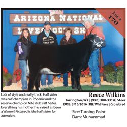 2016 NILE Club Calf Sale