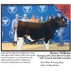 Image 1 : 2016 NILE Club Calf Sale