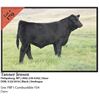Image 1 : 2016 NILE Club Calf Sale
