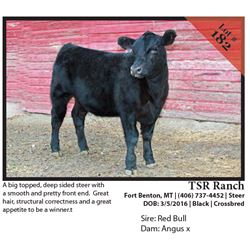 2016 NILE Club Calf Sale