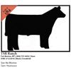 Image 1 : 2016 NILE Club Calf Sale