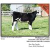 Image 1 : 2016 NILE Club Calf Sale