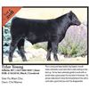 Image 1 : 2016 NILE Club Calf Sale