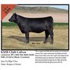 Image 1 : 2016 NILE Club Calf Sale