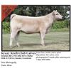 Image 1 : 2016 NILE Club Calf Sale