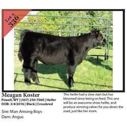 2016 NILE Club Calf Sale