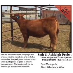 2016 NILE Club Calf Sale