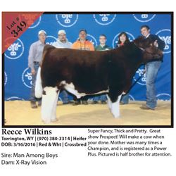 2016 NILE Club Calf Sale