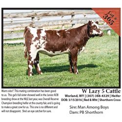 2016 NILE Club Calf Sale