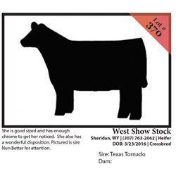 2016 NILE Club Calf Sale