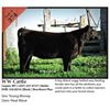 Image 1 : 2016 NILE Club Calf Sale