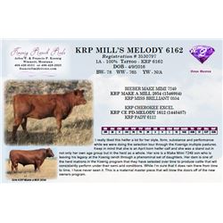 KRP MILL’S MELODY 6162