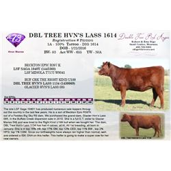 DBL TREE HVN’S LASS 1614